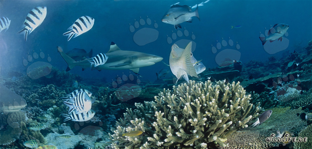 Schwarzspitzen-Riffhai mit Rifffischen
