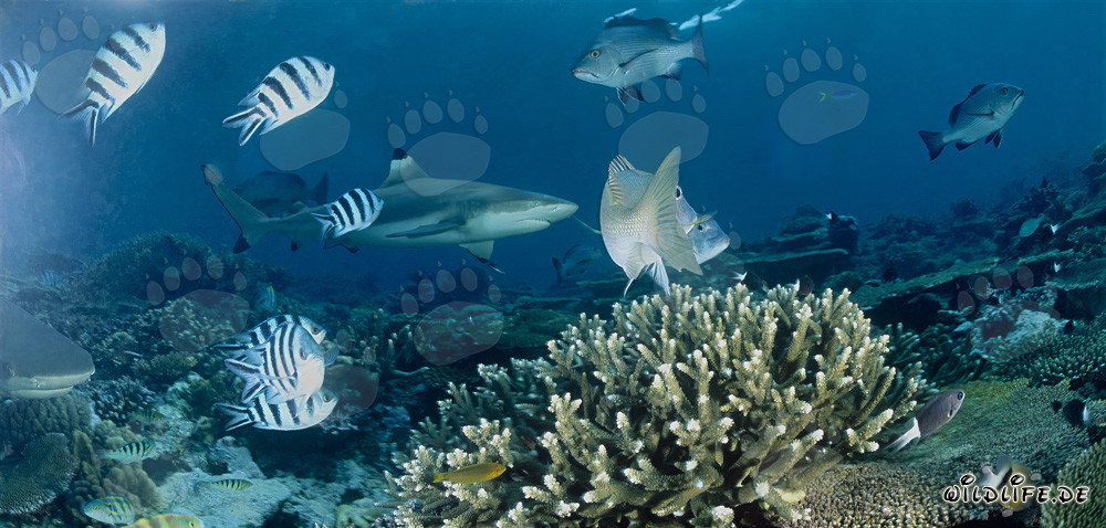 Squalo a punte nere con pesci di barriera corallina