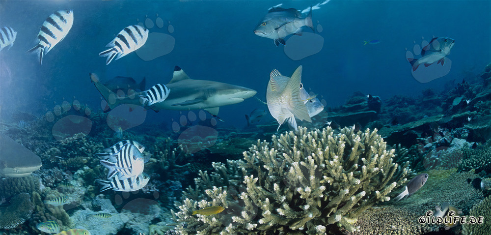 Tiburón de arrecife de puntas negras con peces de arrecife
