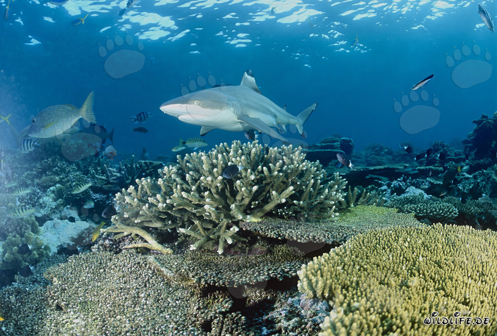 Blacktip Reef Shark in Coral Reef