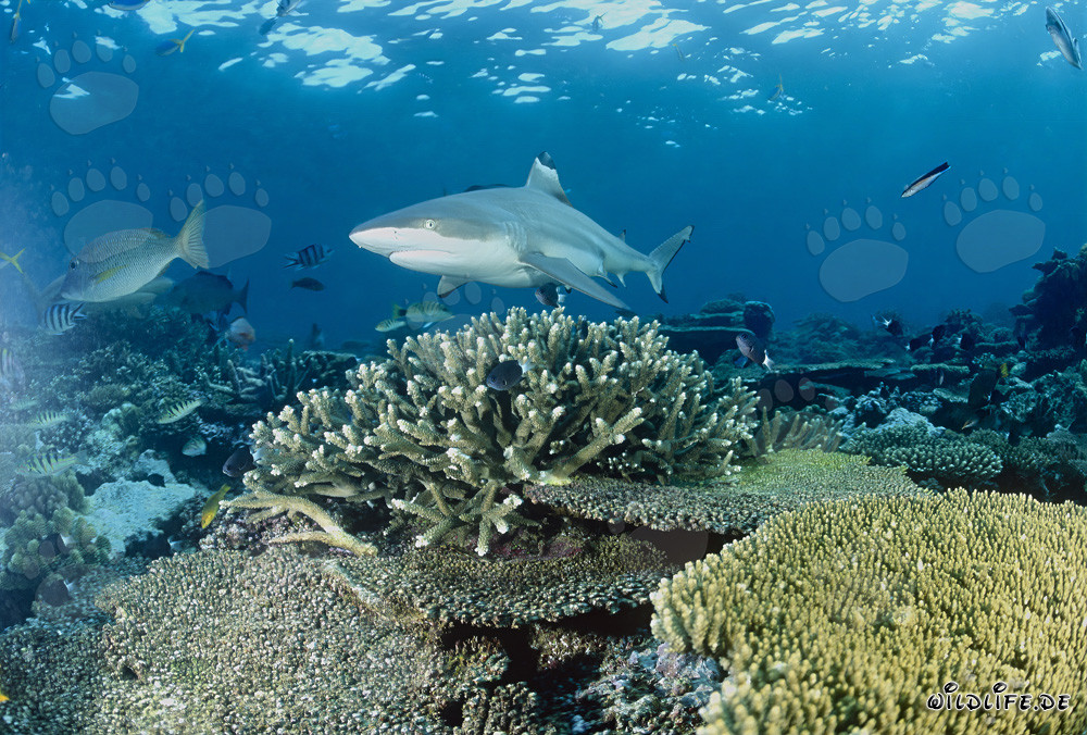 Squalo a punte nere nella barriera corallina