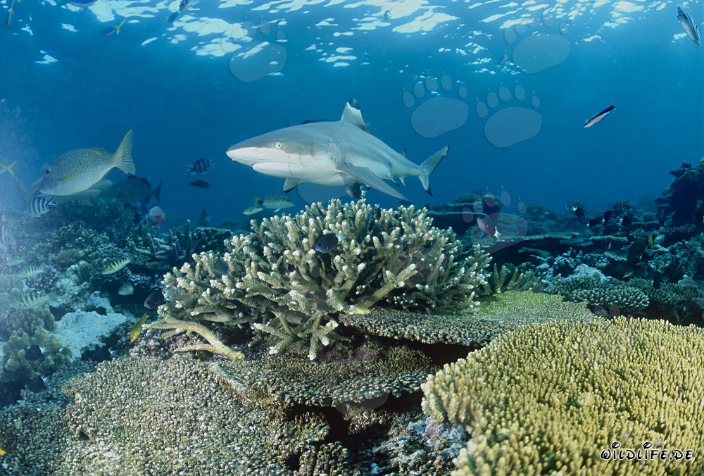Tiburón de arrecife de puntas negras en el arrecife de coral