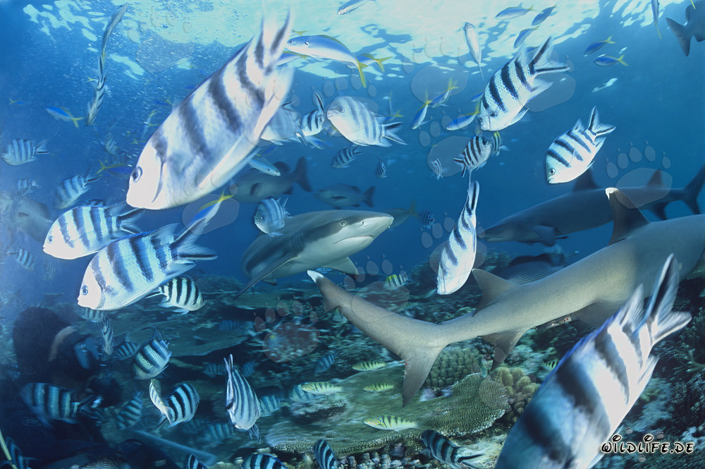 Fascinating Blacktip Reef Sharks and Whitetip Reef Sharks underwater