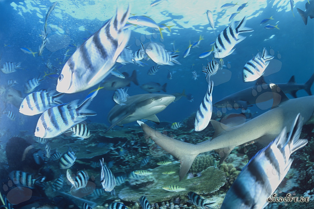 Requins de récif à pointes noires et requins de récif à pointes blanches fascinants sous l'eau