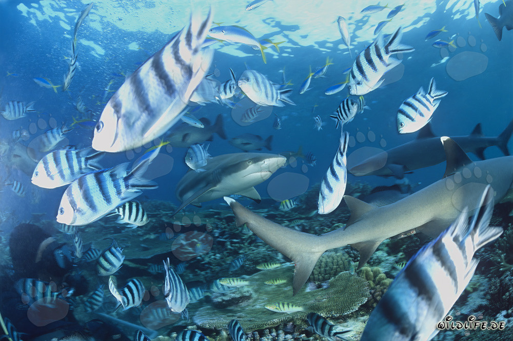 Faszinierende Schwarzspitzen-Riffhaie und Weißspitzen-Riffhaie unter Wasser