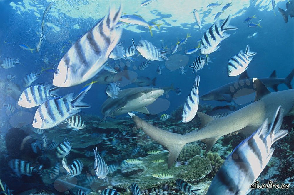 Affascinanti squali di barriera a punte nere e squali di barriera a punte bianche sott'acqua