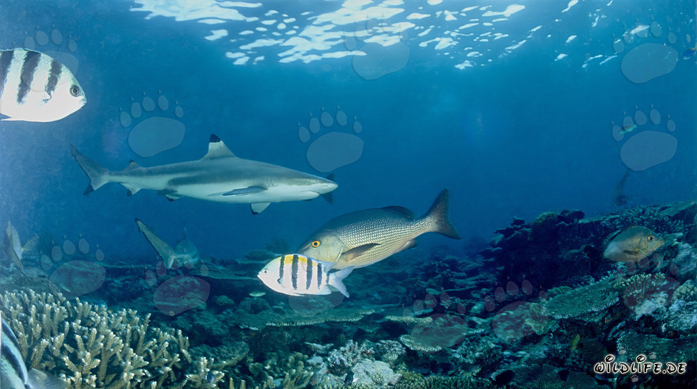 Fascinating Blacktip Reef Shark in Beqa Lagoon on Vitu Levu, Fiji