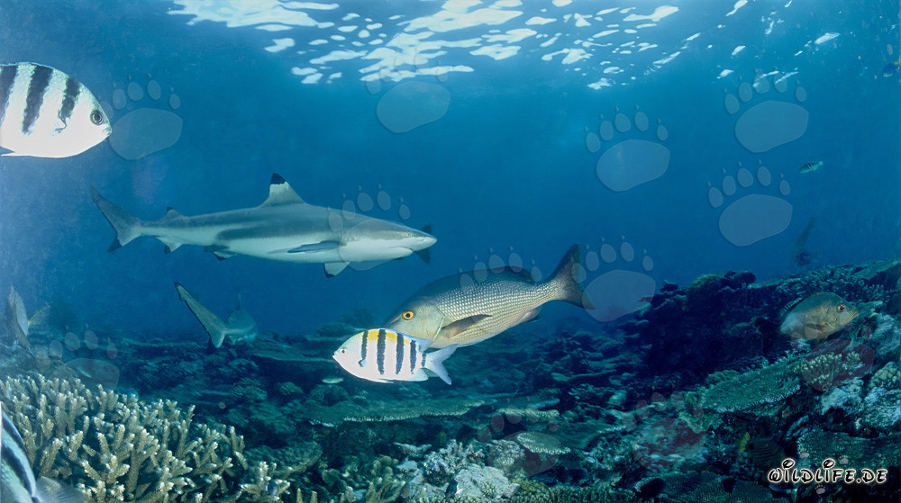 Requin à pointes noires fascinant dans le lagon de Beqa à Vitu Levu, Fidji