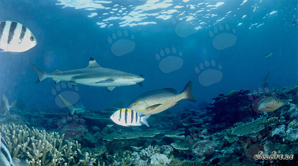 Faszinierender Schwarzspitzen-Riffhai in der Beqa Lagune auf Vitu Levu, Fidschi