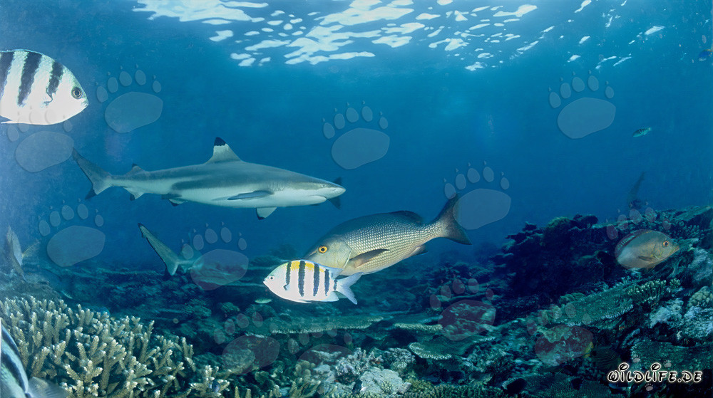 Affascinante squalo pinna nera nel lago Beqa a Vitu Levu, Figi