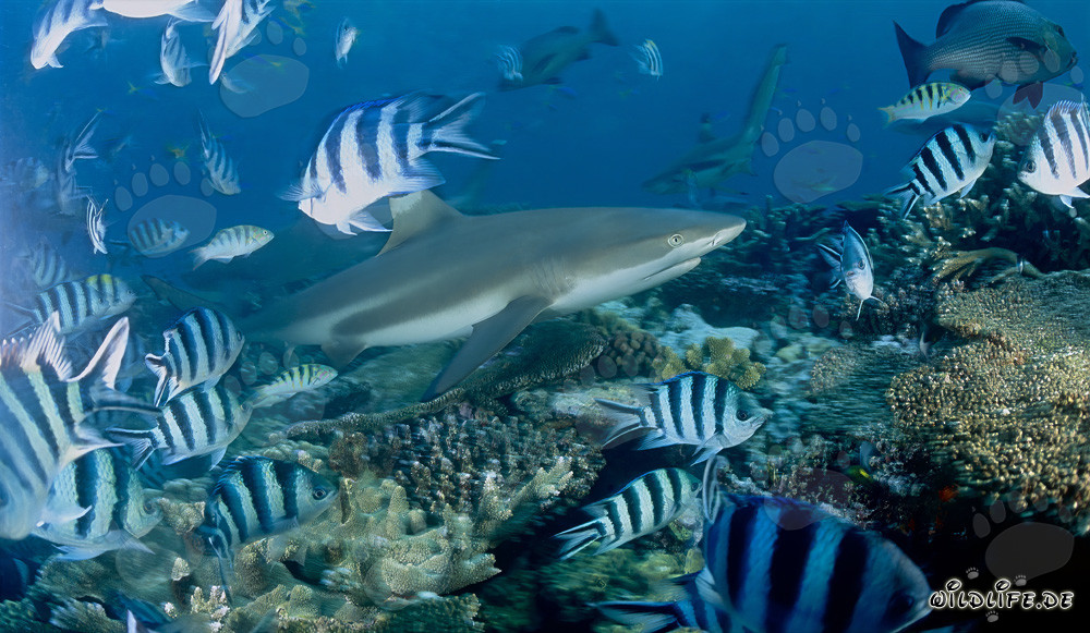 Blacktip reef shark swimming over coral reef