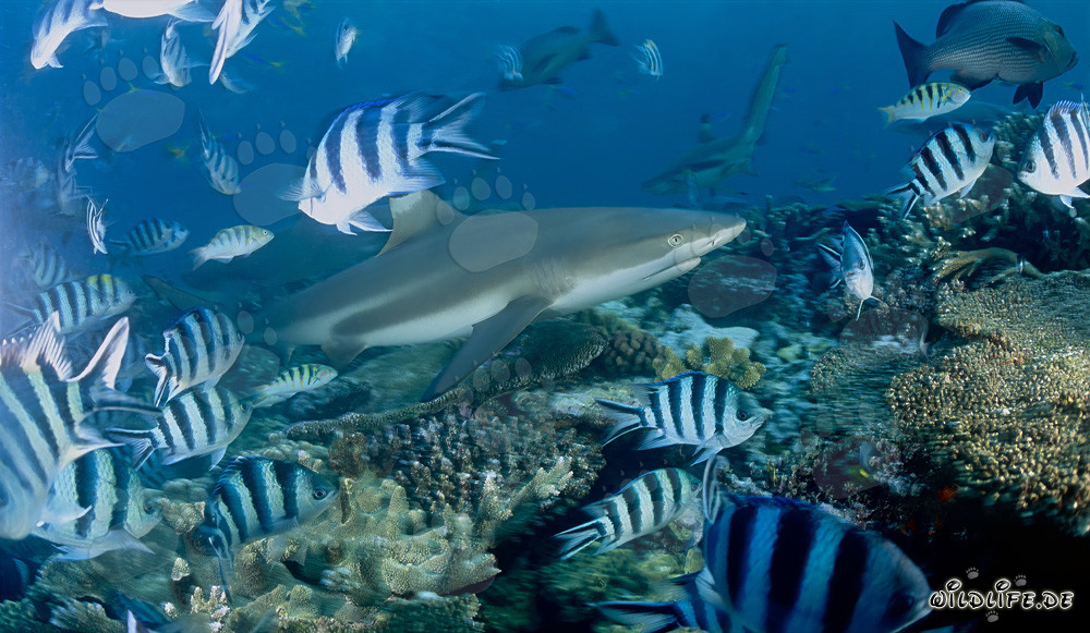 Squalo di barriera a punte nere nuotante sopra una barriera corallina