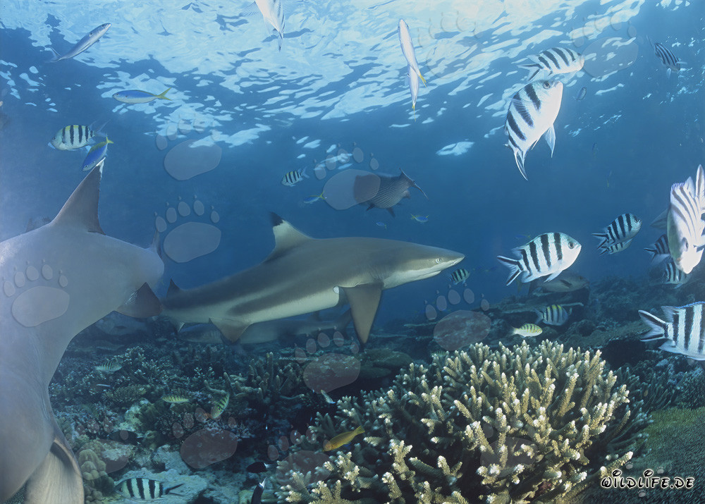 Fascinating Blacktip Reef Shark at Coral Reef