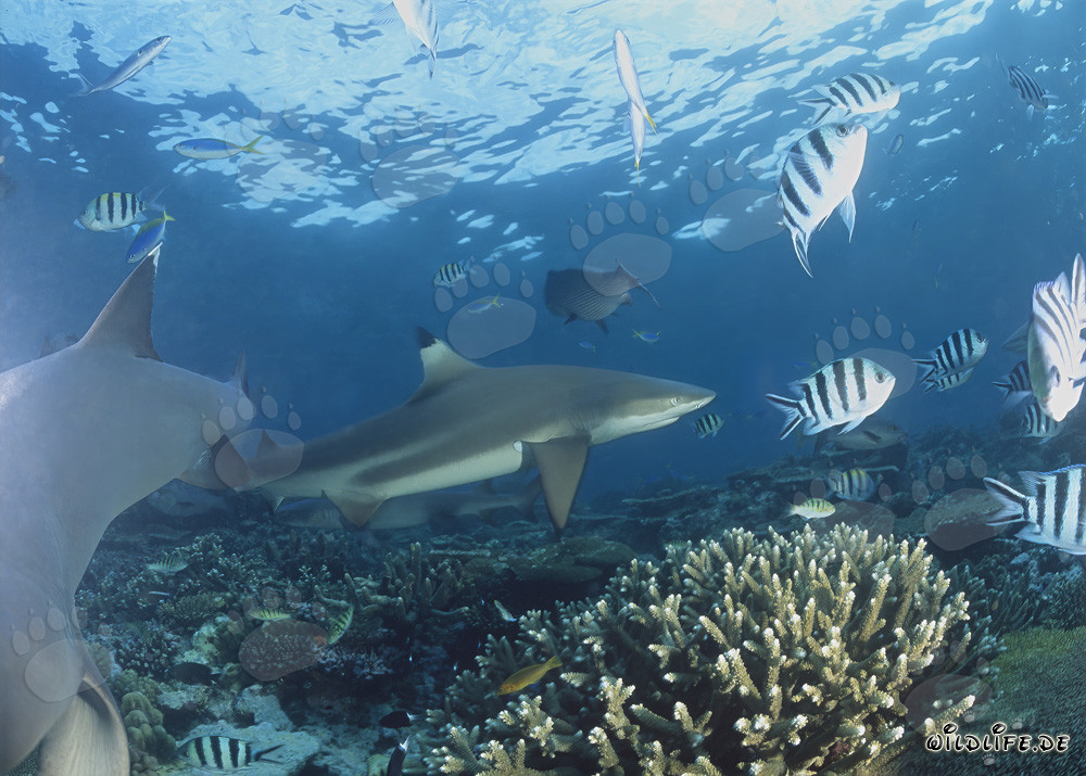 Requin à pointes noires fascinant sur le récif corallien