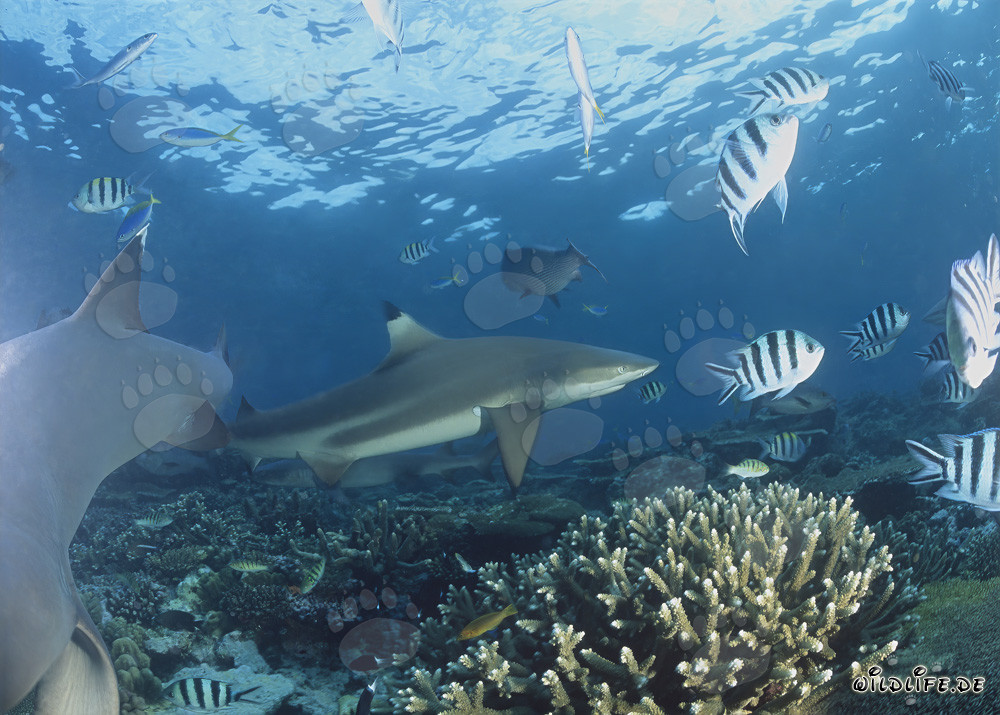 Affascinante squalo punta nera sulla barriera corallina