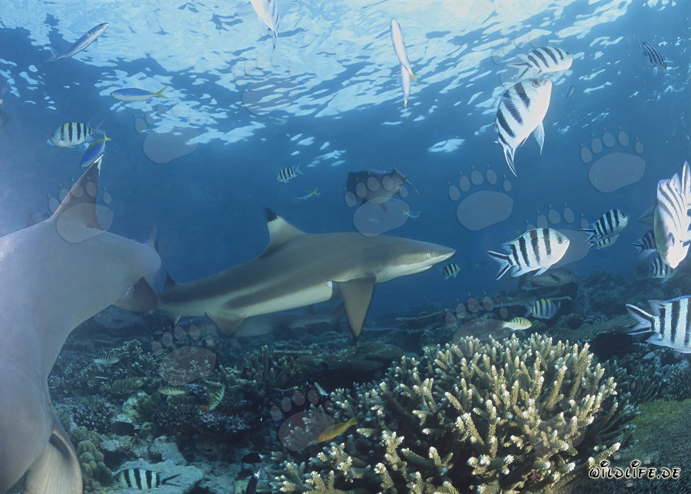 Fascinante tiburón de arrecife de puntas negras en el arrecife de coral