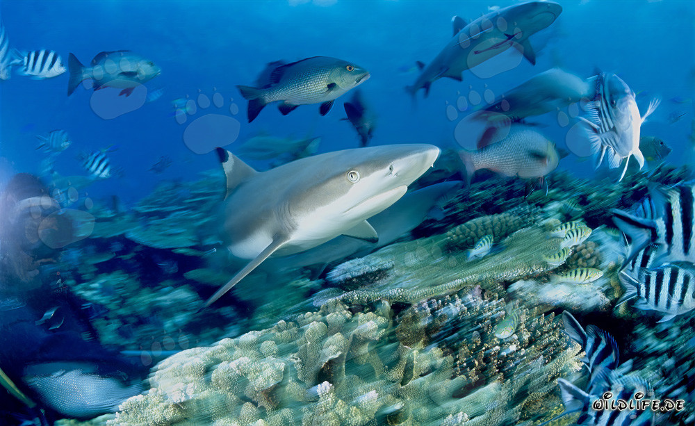 Fascinating blacktip reef shark surrounded by colorful reef fish and a diver