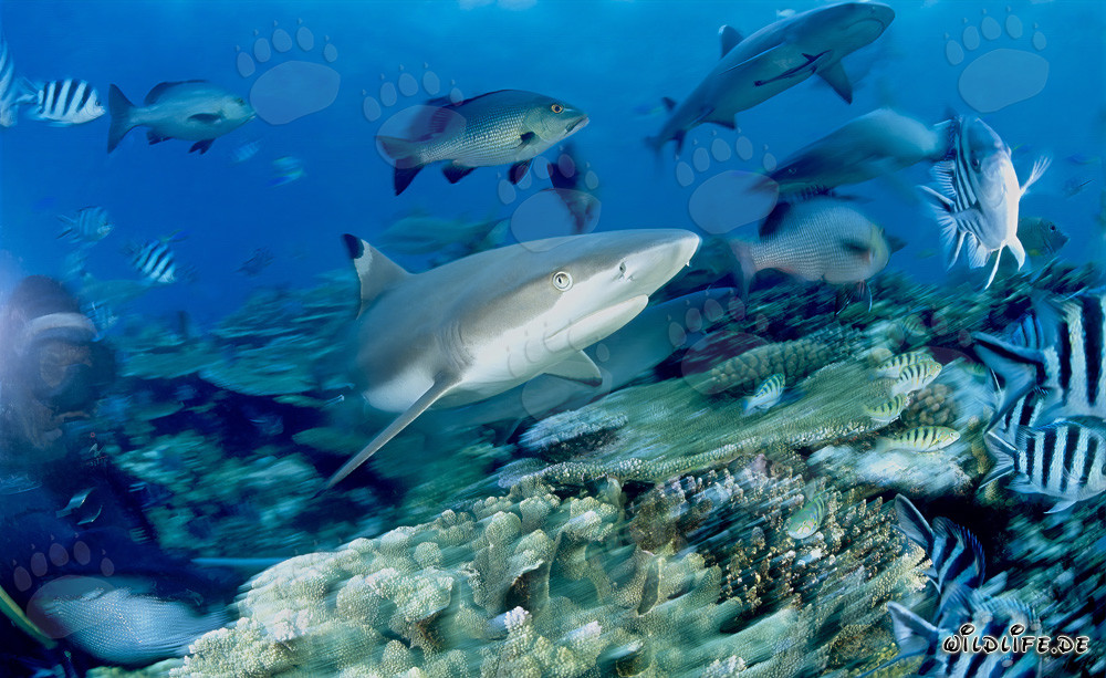 Requin à pointes noires fascinant entouré de poissons de récif colorés et d'un plongeur