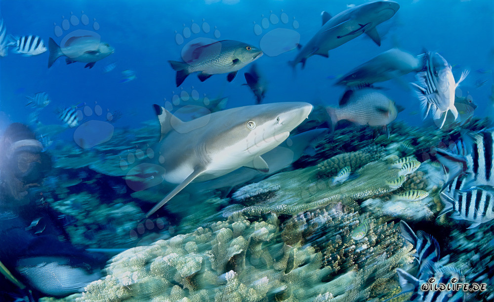 Faszinierender Schwarzspitzen-Riffhai umgeben von bunten Riffischen und einem Taucher