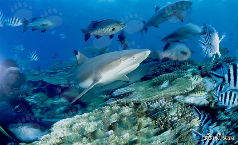 Affascinante squalo a punte nere circondato da pesci di barriera colorati e un subacqueo