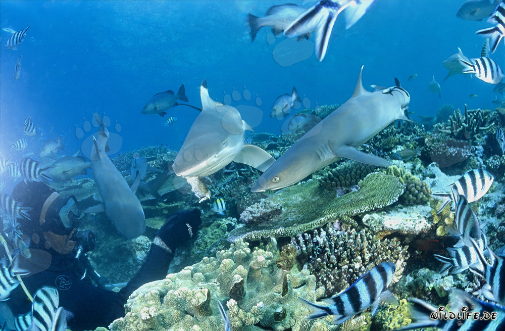 Rencontre fascinante : Requins à pointes blanches avec requin à pointes noires