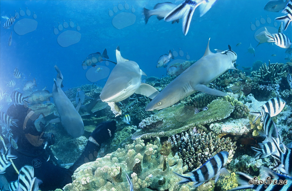 Incontro affascinante: Squali pinna bianca con squalo pinna nera