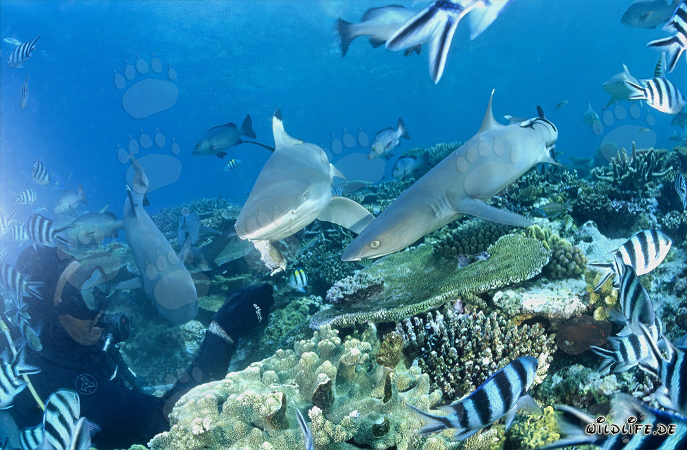 Encuentro fascinante: Tiburones punta blanca con tiburón punta negra