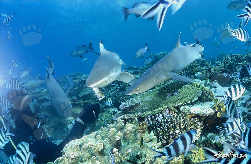 Fascinating Encounter: Whitetip Reef Sharks with Blacktip Reef Shark