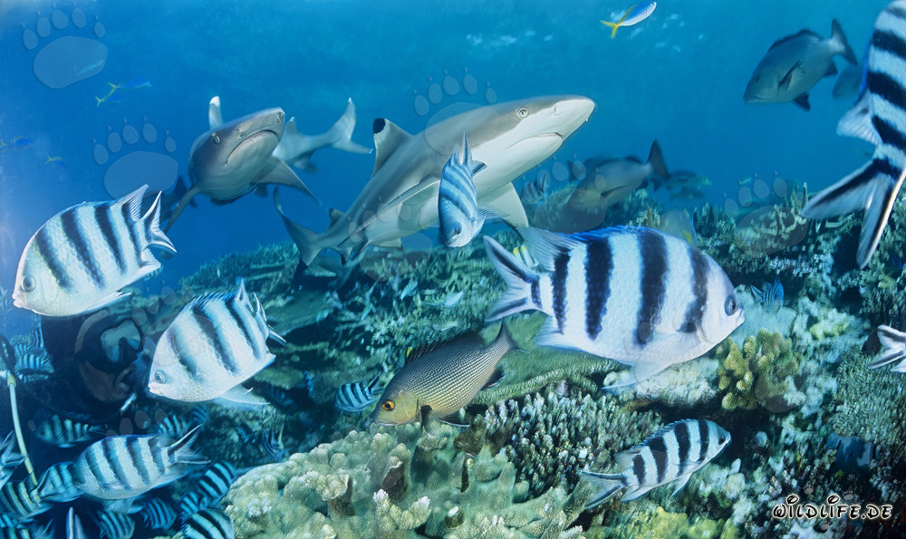 Fascinating Encounter: Blacktip Reef Shark, Whitetip Reef Shark, and Diver
