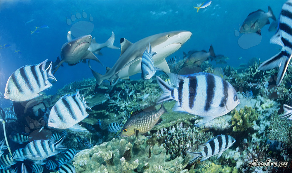 Rencontre fascinante : requin à pointes noires, requin à pointes blanches et plongeurs