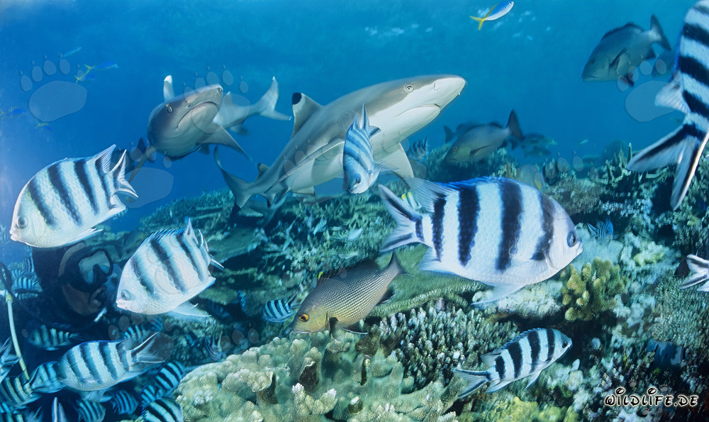 Faszinierendes Zusammentreffen: Schwarzspitzen-Riffhai, Weißspitzen-Riffhai und Taucher