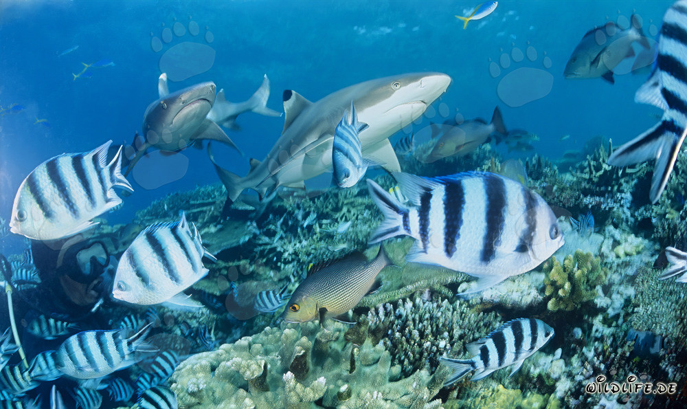 Incontro affascinante: squalo pinna nera, squalo pinna bianca e subacquei