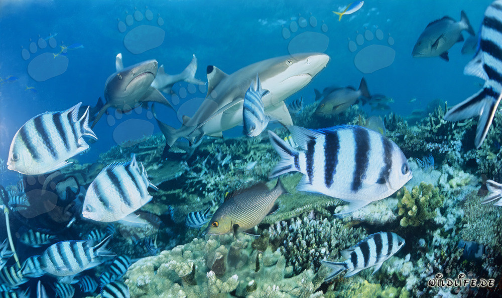 Encuentro fascinante: tiburón de arrecife de puntas negras, tiburón de arrecife de puntas blancas y buceadores
