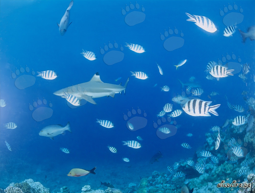 Schwarzspitzen-Riffhai