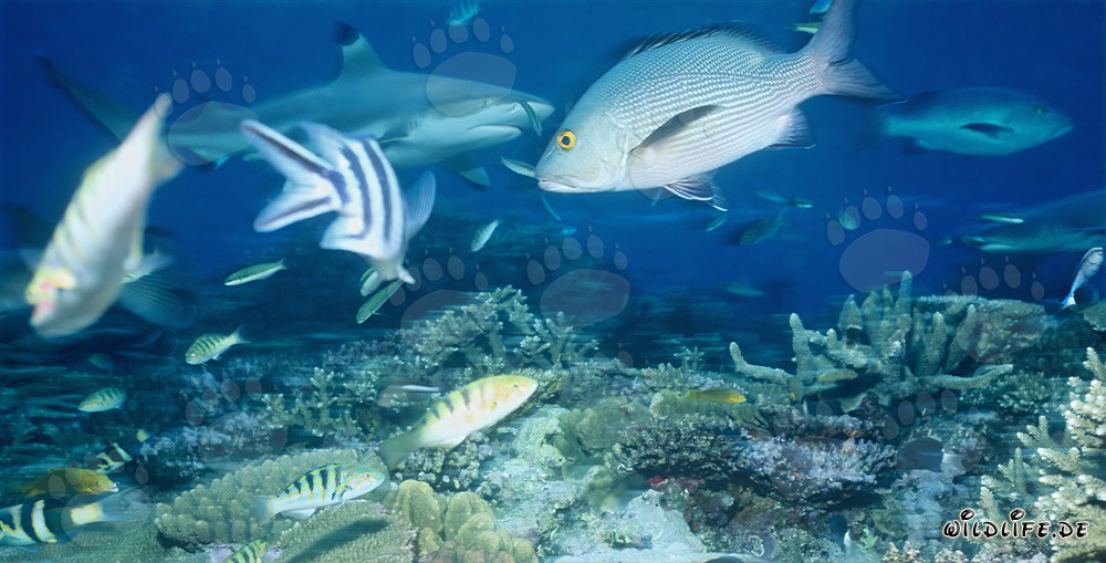 Blacktip Reef Shark in Beqa Lagoon, Fiji