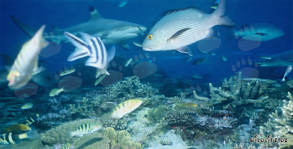 Requin à pointes noires dans la lagune de Beqa, Fidji