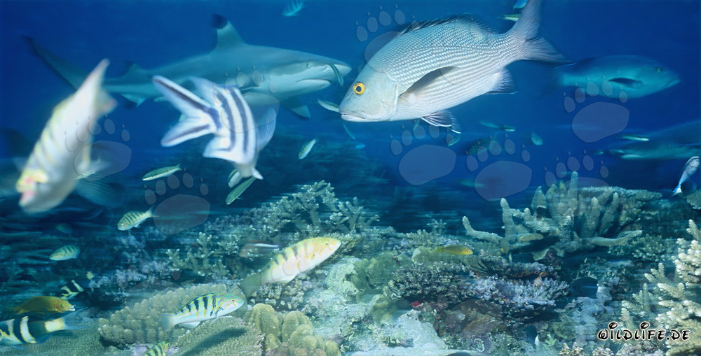 Schwarzspitzen-Riffhai in der Beqa Lagune, Fidschi