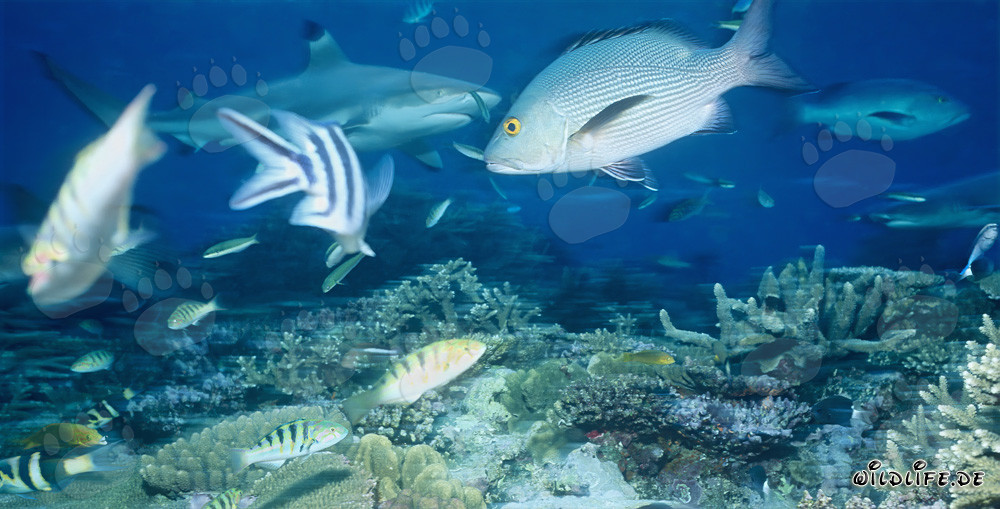 Squalo a punte nere nella laguna di Beqa, Figi