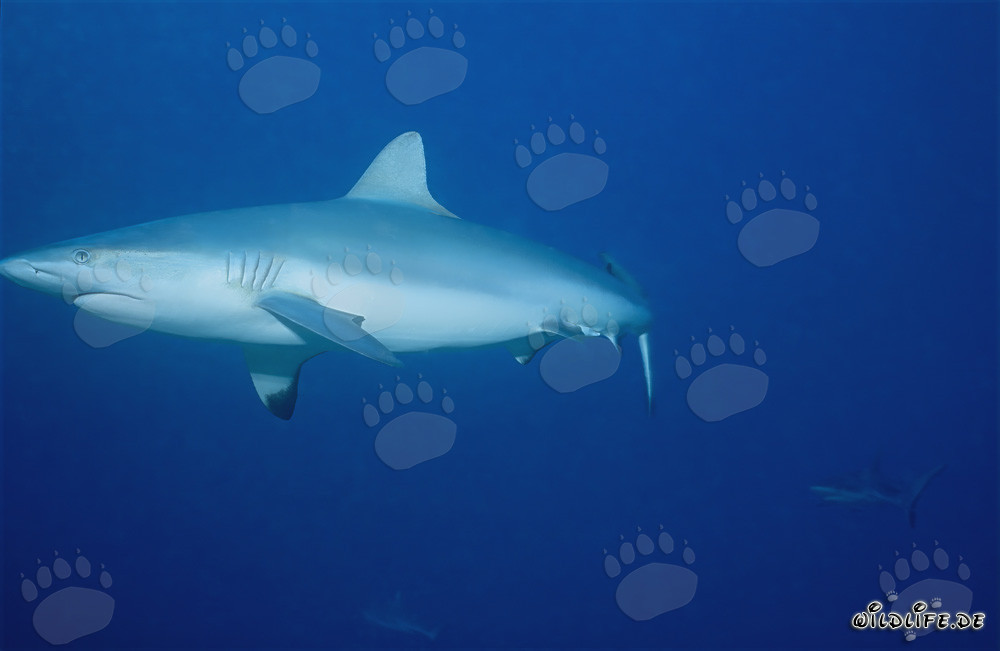 Gray reef shark swimming in front of coral reef in blue water