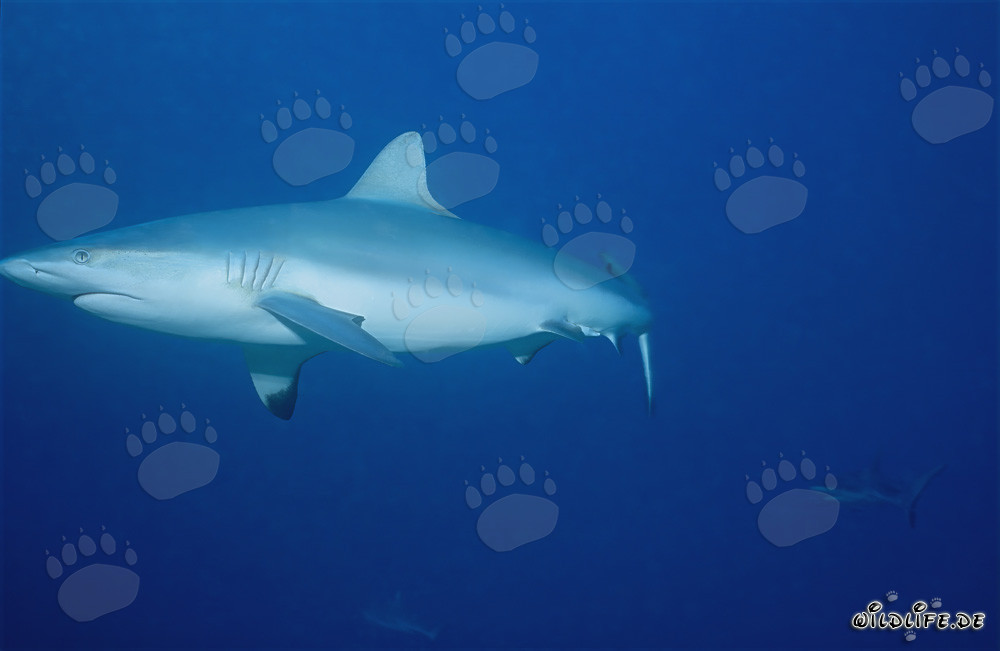 Requin gris nageant devant un récif corallien dans l'eau bleue