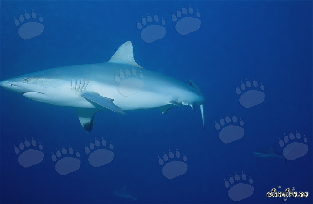 Tiburón gris nadando frente a un arrecife de coral en aguas azules