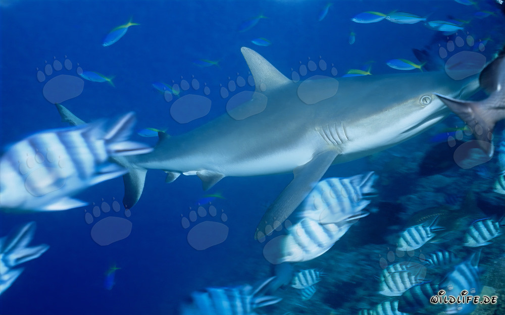 Gray reef shark swimming majestically at the coral reef