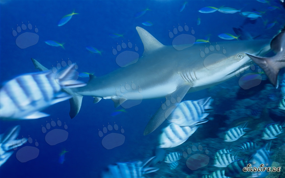 Requin gris nage majestueusement sur le récif corallien
