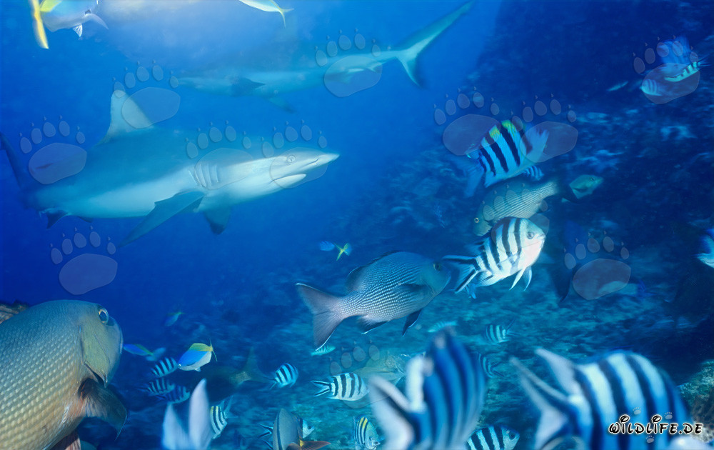 Faszinierende Graue Riffhaie im kristallklaren Wasser von Beqa Lagoon, Fiji