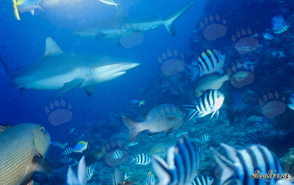 Fascinating Gray Reef Sharks in the Crystal Clear Waters of Beqa Lagoon, Fiji