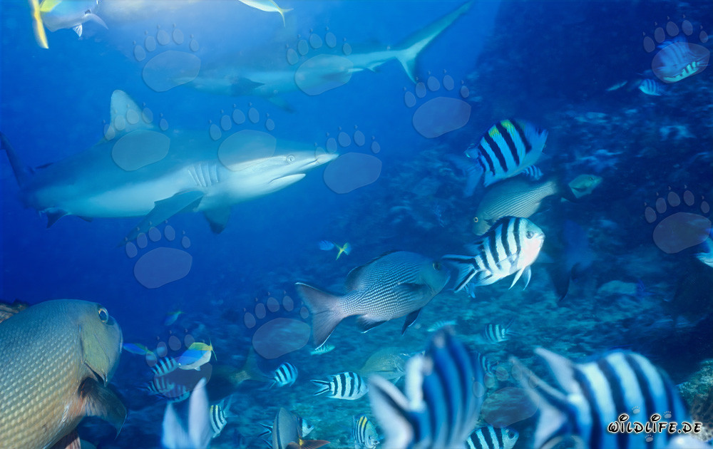Requins gris fascinants dans les eaux cristallines de la lagune de Beqa, Fidji