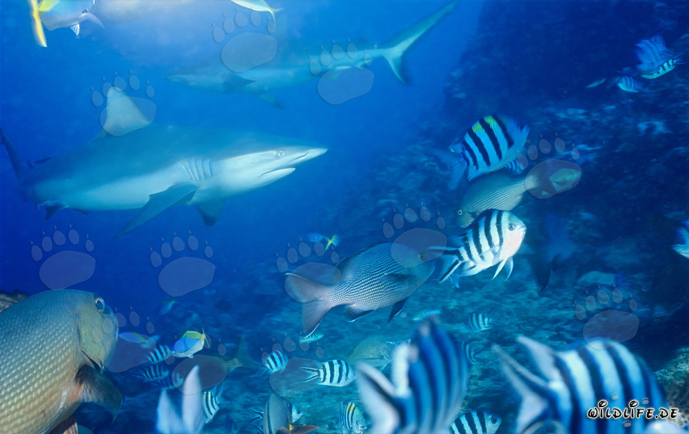 Fascinantes tiburones grises de arrecife en las aguas cristalinas de Beqa Lagoon, Fiji