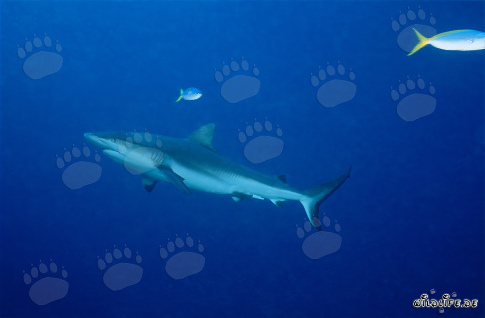 Grauer Riffhai vor dem Shark Reef