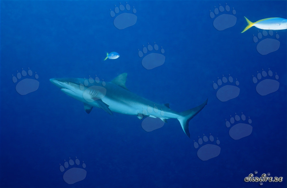 Gray Reef Shark in Front of the Shark Reef