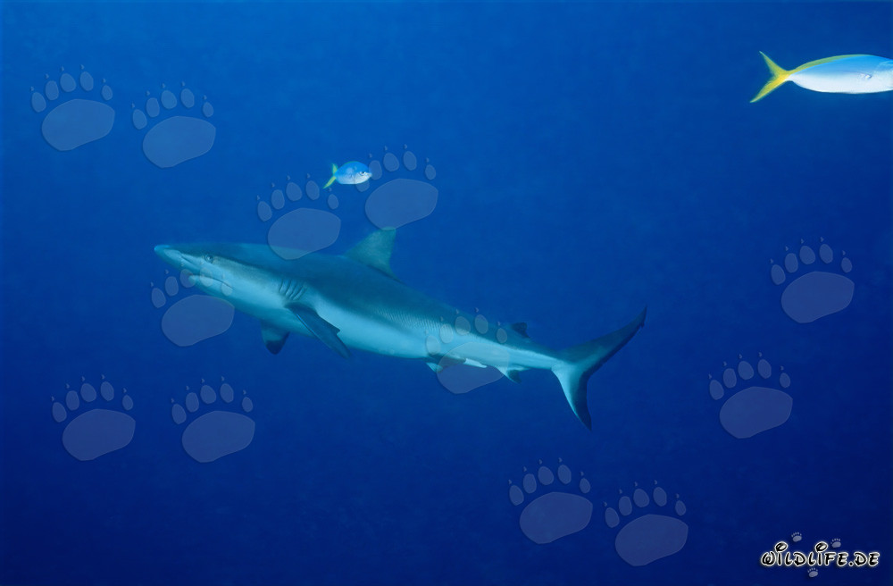 Requin gris des récifs devant le récif de requins